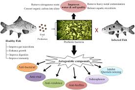 Aquaculture Probiotics